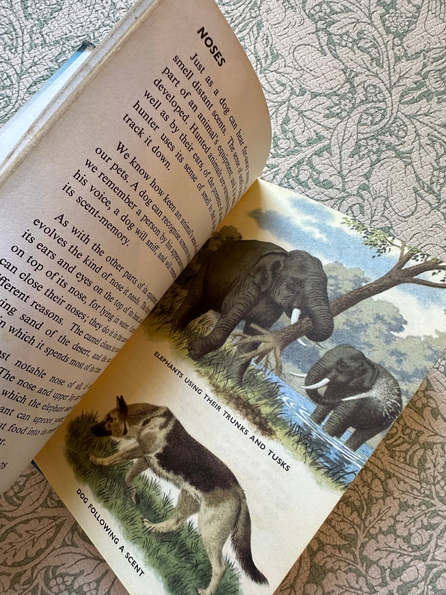 Vintage Ladybird ‘Animals’ book