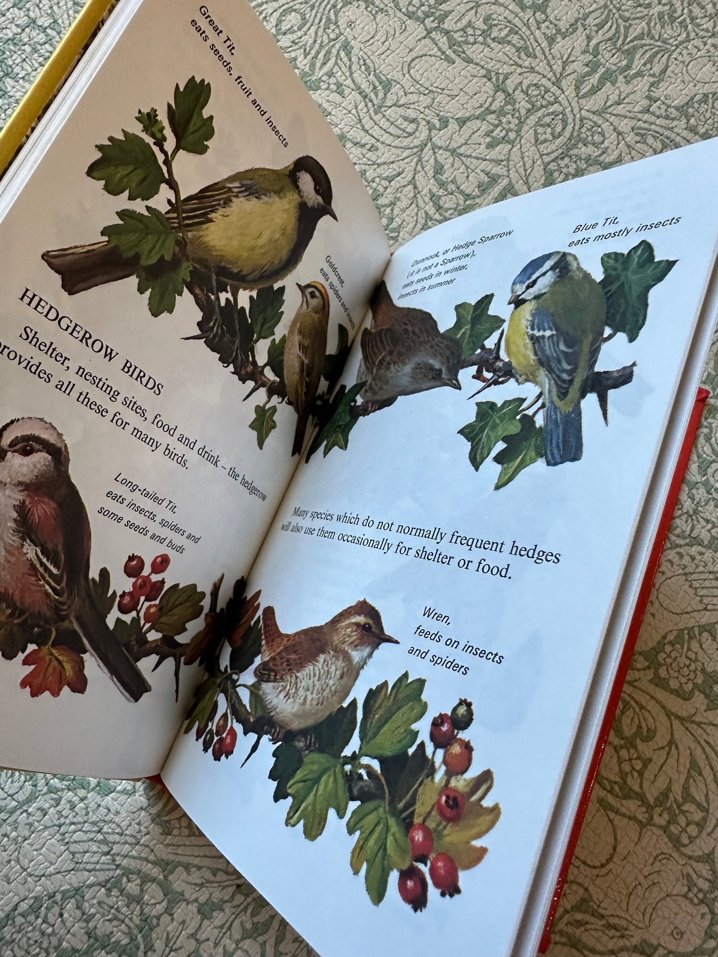 Vintage Ladybird ‘Hedges’ book