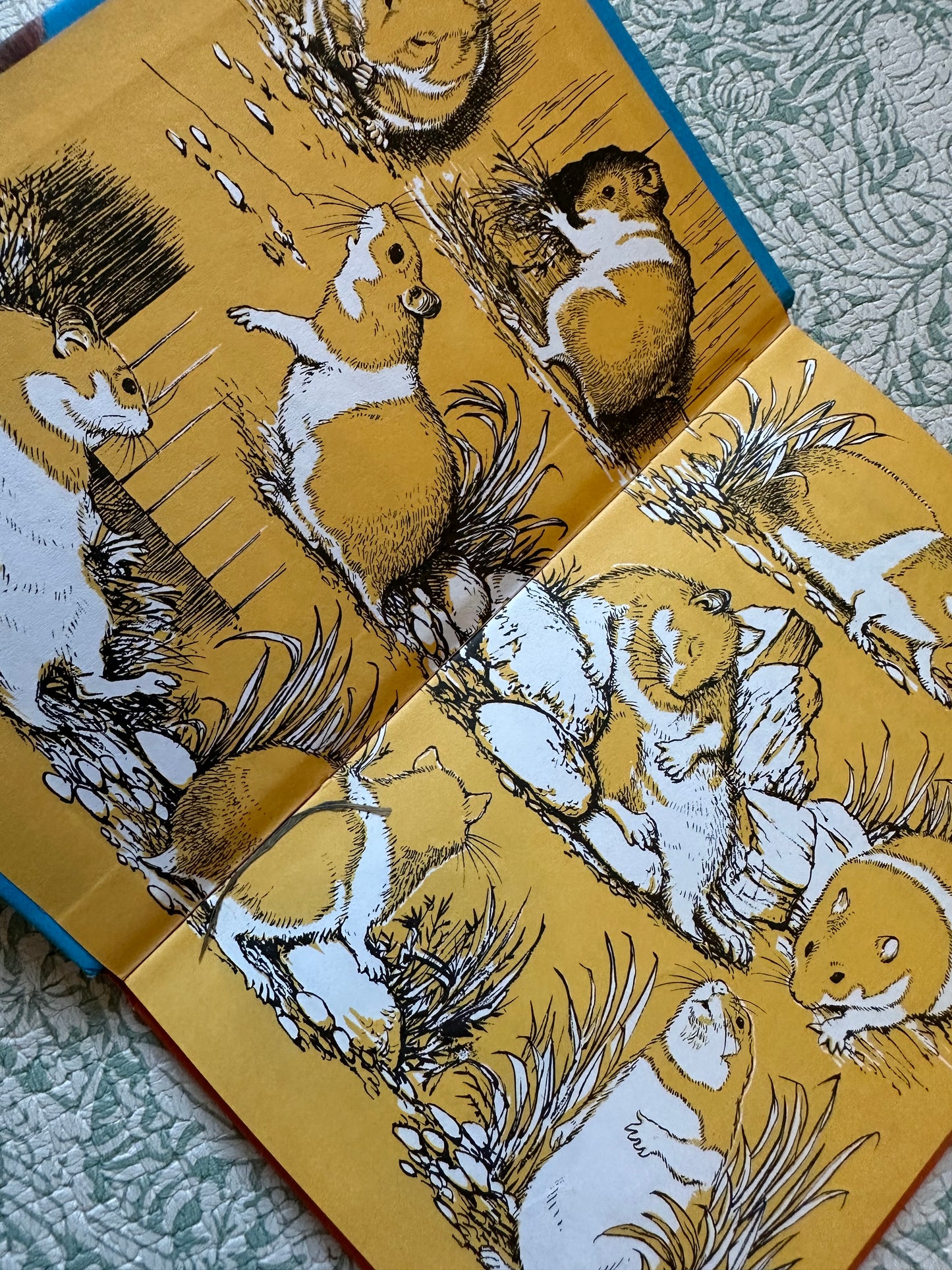 Vintage Ladybird ‘Hannibal on Holiday’ book