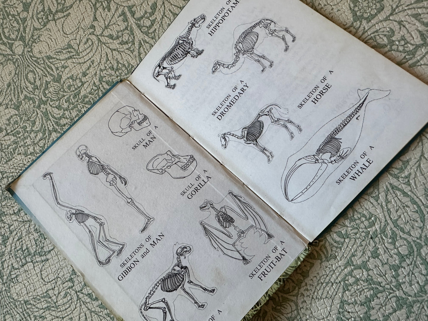 Vintage Ladybird ‘Animals’ book